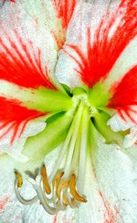 Close-up of red flower