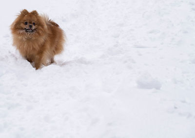 Dog on snow covered field