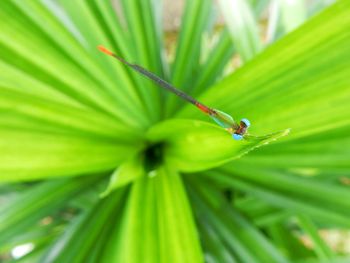 Close-up of damselfly on plant