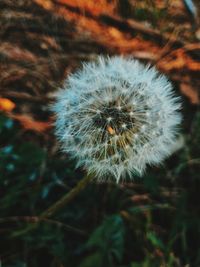 Close-up of dandelion on field