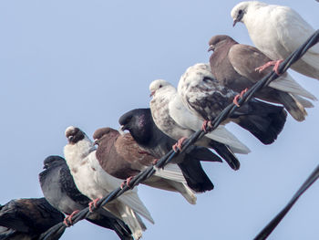 Low angle view of bird perching on tree against sky