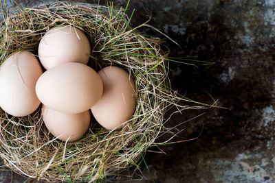 High angle view of eggs in nest