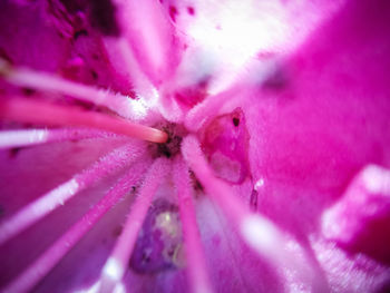 Macro shot of pink flowering plant