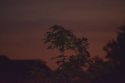 Low angle view of silhouette tree against sky at sunset