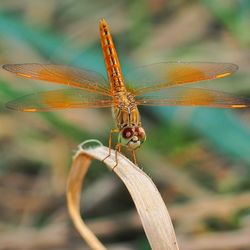 Close-up of dragonfly on leaf