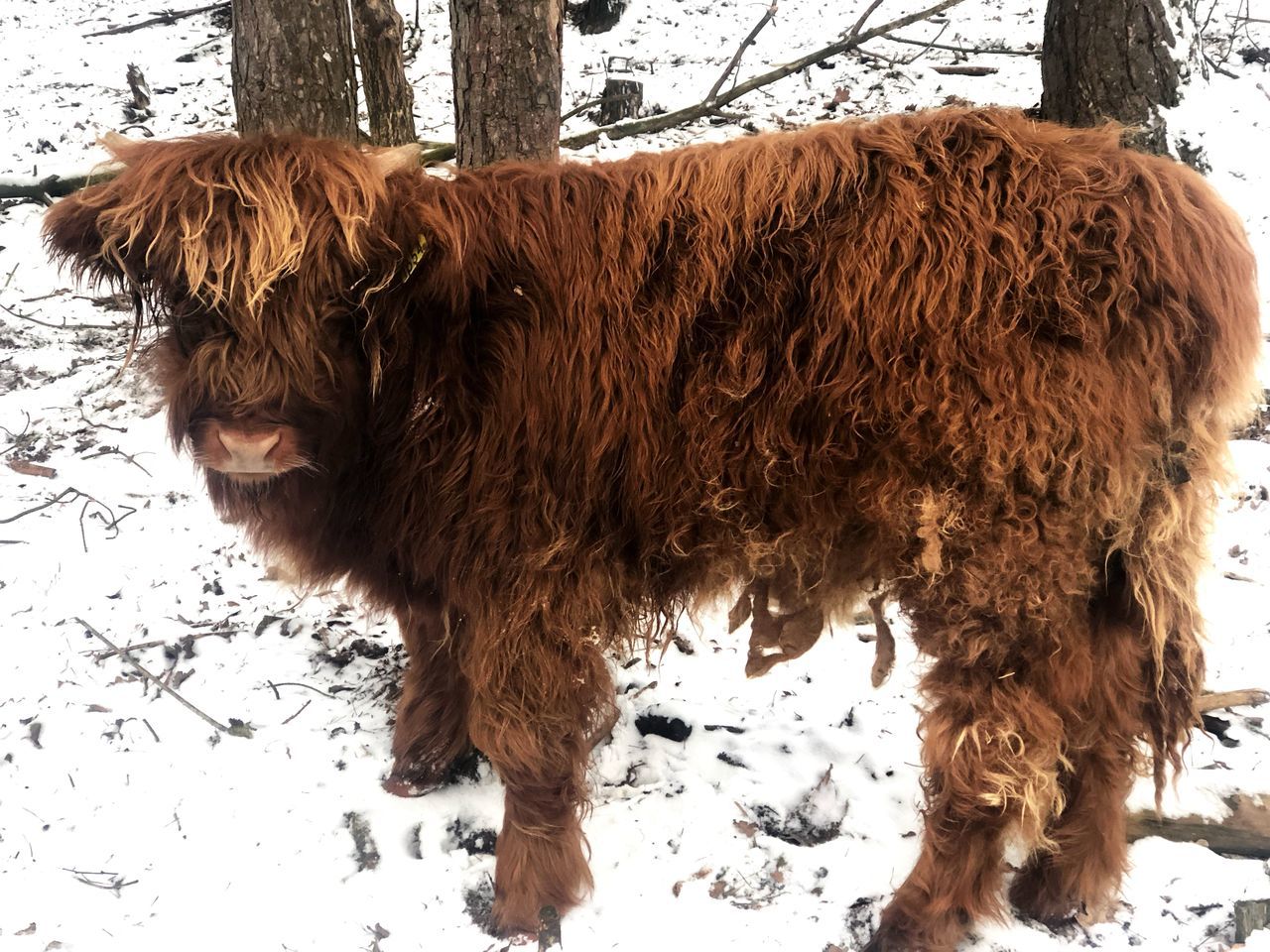 mammal, animal themes, animal, domestic animals, domestic, pets, vertebrate, one animal, animal hair, highland cattle, snow, brown, hair, livestock, cold temperature, winter, cattle, domestic cattle, no people, herbivorous, snowing