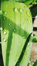 Close-up of water drops on leaf