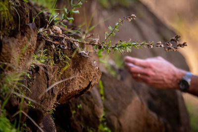 Close-up of hand holding leaves