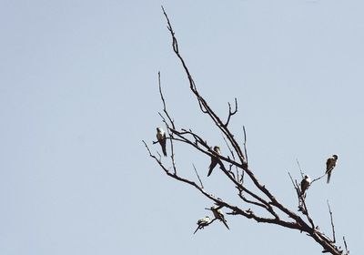 Low angle view of bird perching on bare tree against sky