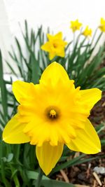 Close-up of yellow flower