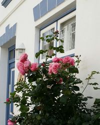 Pink flowers blooming on tree