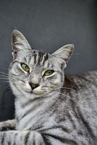 Close-up portrait of cat