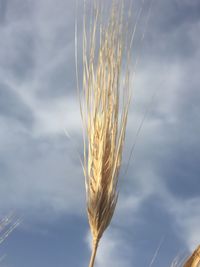 Close-up of stalks against the sky