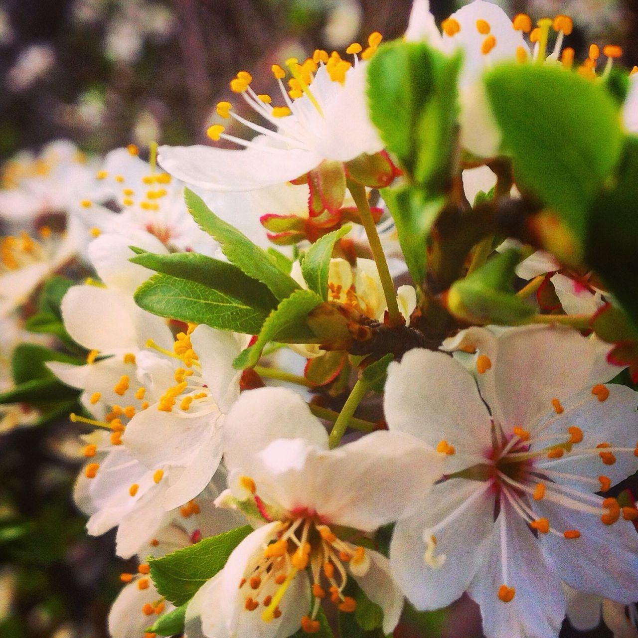 flower, freshness, petal, fragility, flower head, growth, beauty in nature, close-up, pollen, blooming, focus on foreground, nature, white color, plant, in bloom, stamen, selective focus, high angle view, blossom, leaf