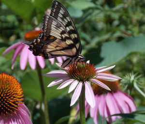 Butterfly on purple flower