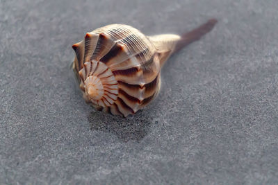 Close-up of shell on beach