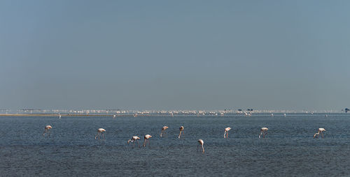 Birds in sea against clear sky