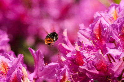 Close-up of bee pollinating on pink flower