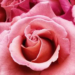 Close-up of pink rose