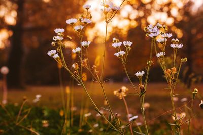 Close-up of white flowering plants during sunset