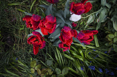 High angle view of red flowers blooming outdoors