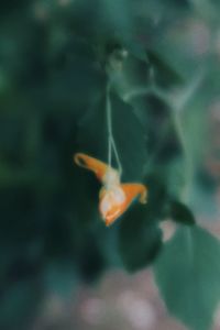 Close-up of orange flower in fish