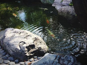 High angle view of snake on rock