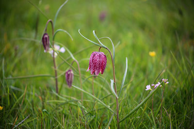 Close-up of purple flower on field