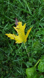 High angle view of yellow maple leaf on grass