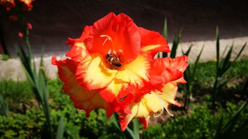Close-up of poppy blooming outdoors