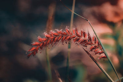 Close-up of red flowering plant