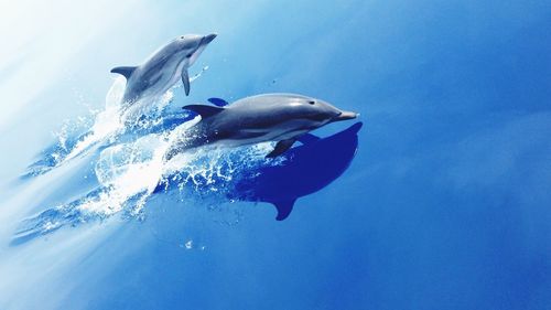 High angle view of dolphins jumping in blue sea