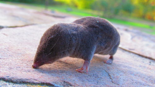 Close-up of duck walking on footpath