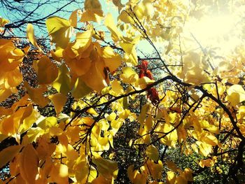 Low angle view of yellow flowering plant