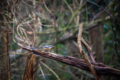 Close-up of bird perching on branch in forest