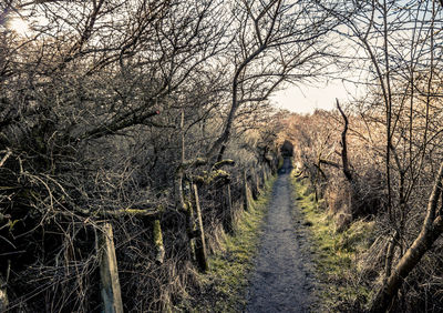 Footpath amidst plants in forest