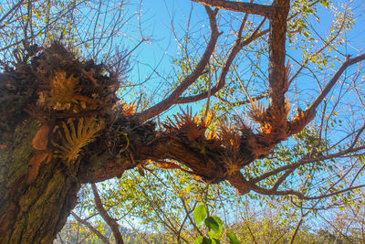 Low angle view of tree against sky