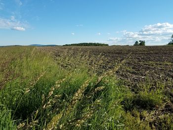 Scenic view of agricultural field against sky