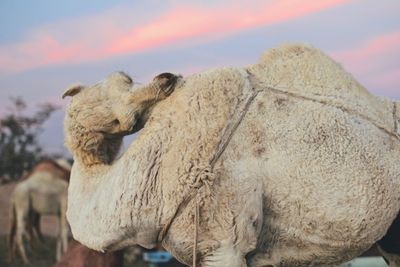 Close-up of camel on desert against sky