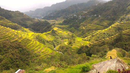 High angle view of terraced field on sunny day