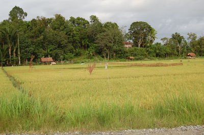 Scenic view of farm against sky