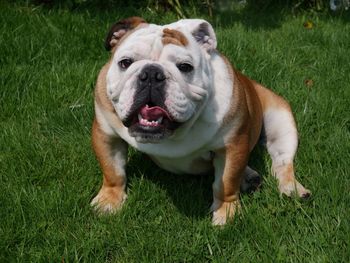 Portrait of dog on grass