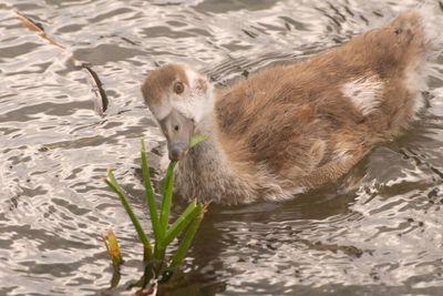 High angle view of duck swimming in lake