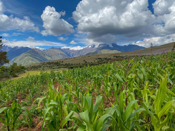 Scenic view of field against sky