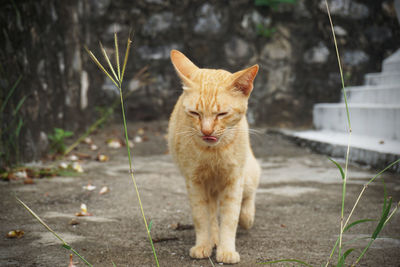 Portrait of ginger cat sitting outdoors