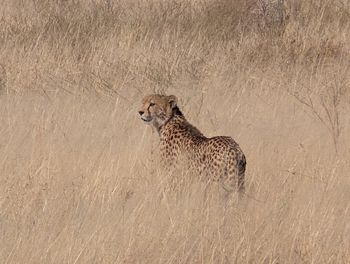 animal