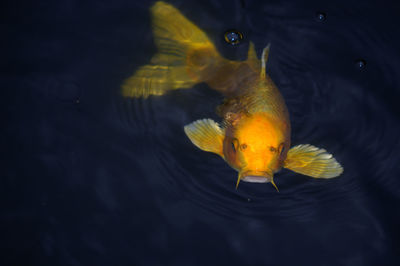 Close-up of fish swimming in water