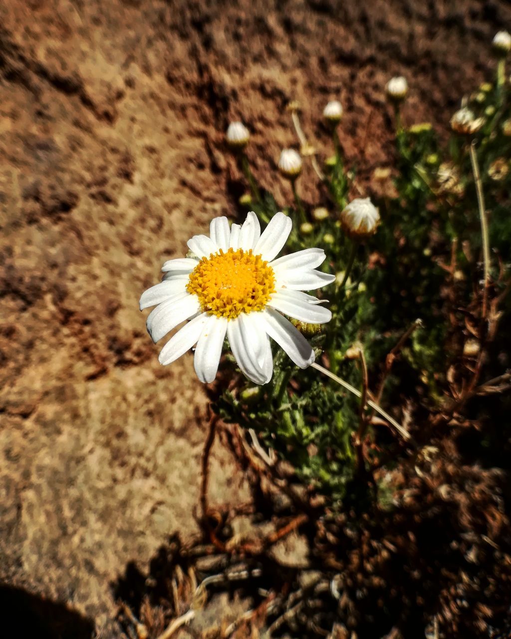 flower, nature, fragility, beauty in nature, petal, flower head, growth, freshness, blooming, no people, outdoors, close-up, day