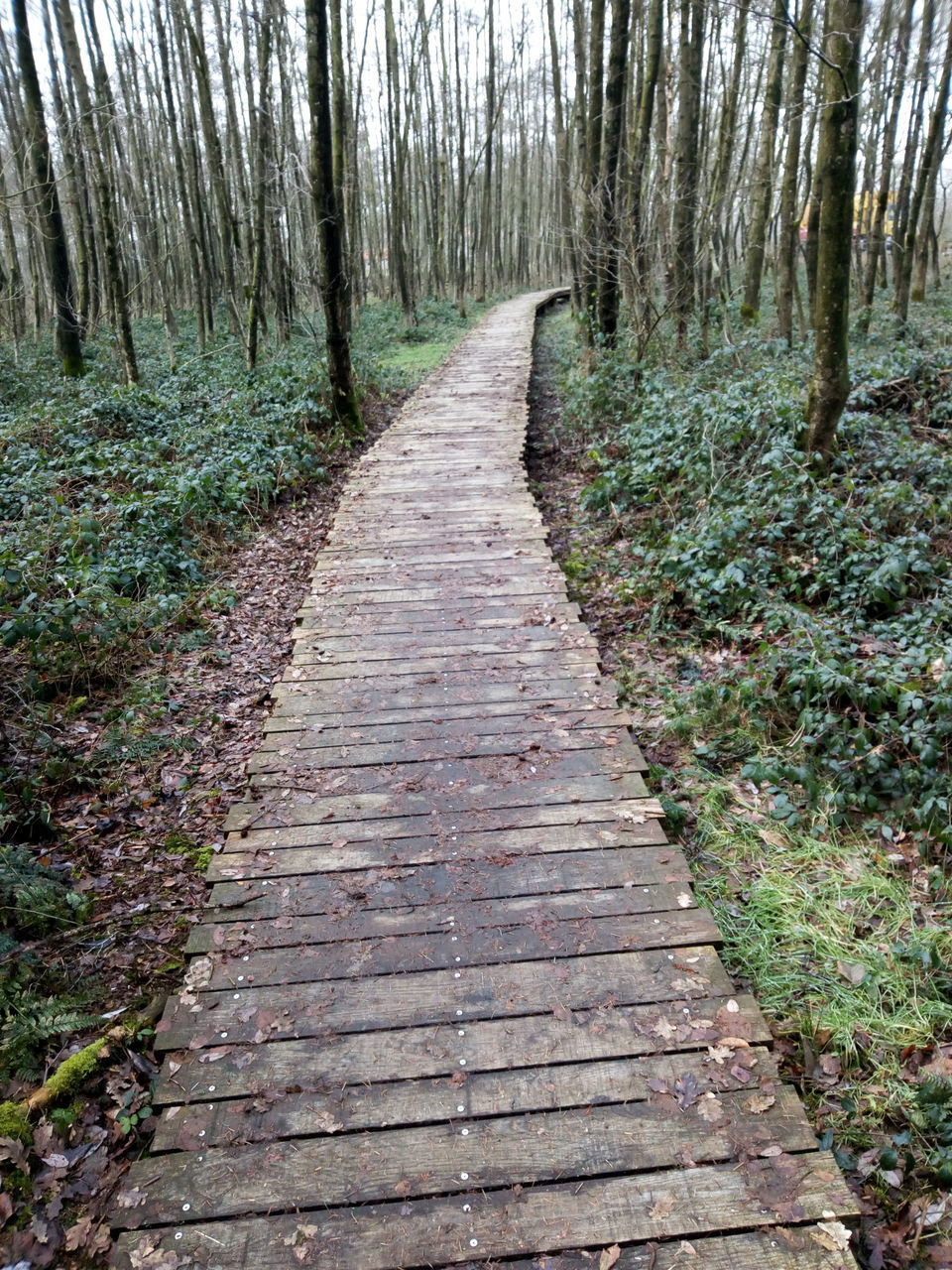 tree, forest, plant, land, footpath, the way forward, direction, tranquility, nature, trunk, tree trunk, no people, day, woodland, outdoors, tranquil scene, non-urban scene, wood - material, scenics - nature, diminishing perspective, wood, treelined