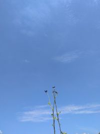 Low angle view of plant against blue sky